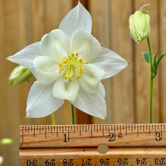 Columbine - Crystal Star