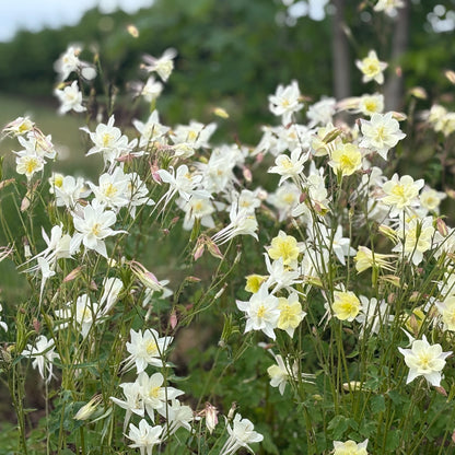 Columbine ⁃ Organic Seed - Crystal Star