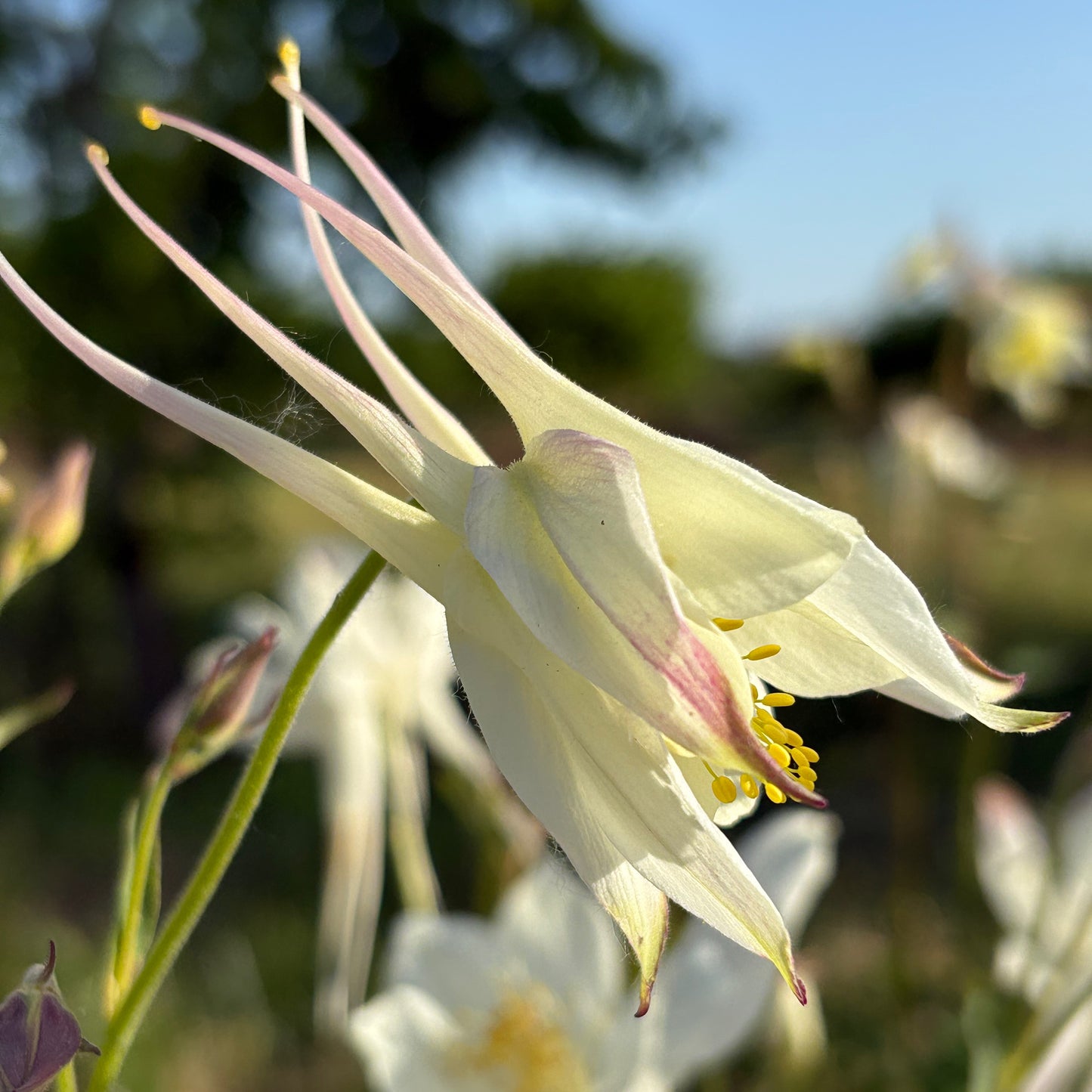 Columbine ⁃ Organic Seed - Crystal Star