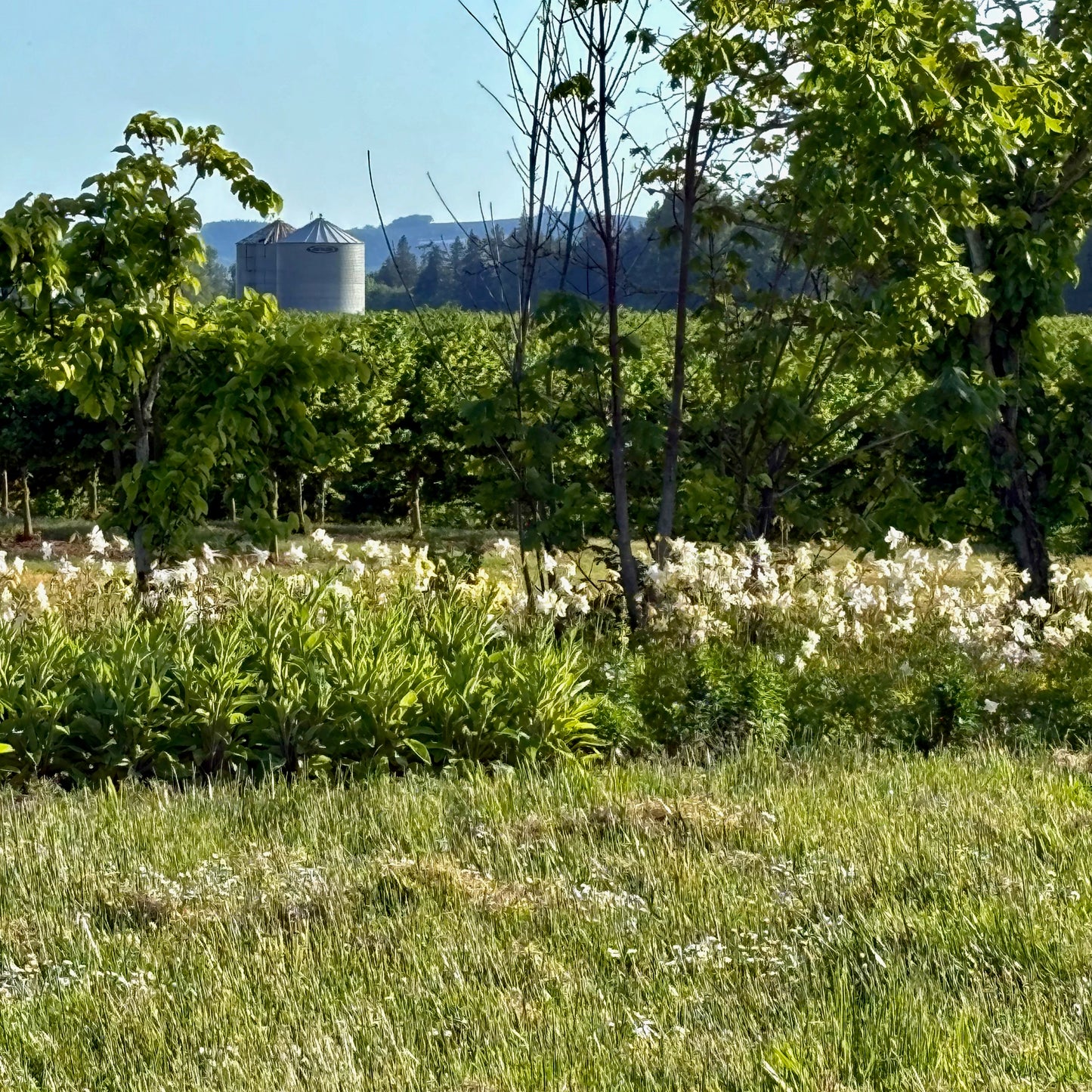 Columbine ⁃ Organic Seed - Crystal Star