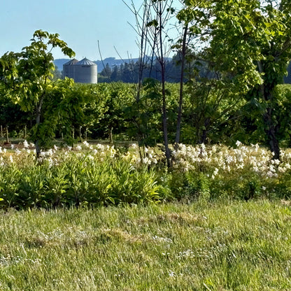 Columbine ⁃ Organic Seed - Crystal Star