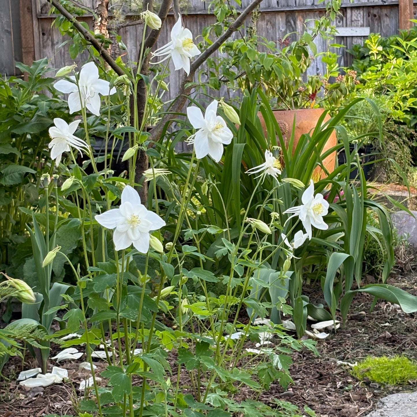Columbine ⁃ Organic Seed - Crystal Star