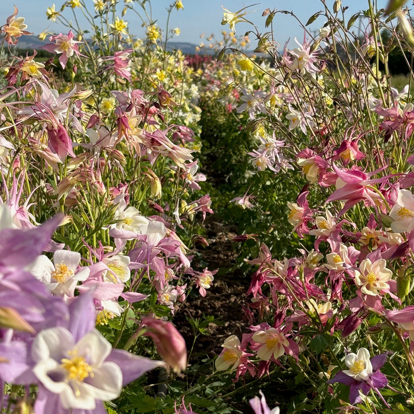 Columbine ⁃ Organic Seed - McKana Giants Mix