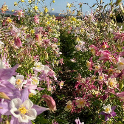 Columbine ⁃ Organic Seed - McKana Giants Mix