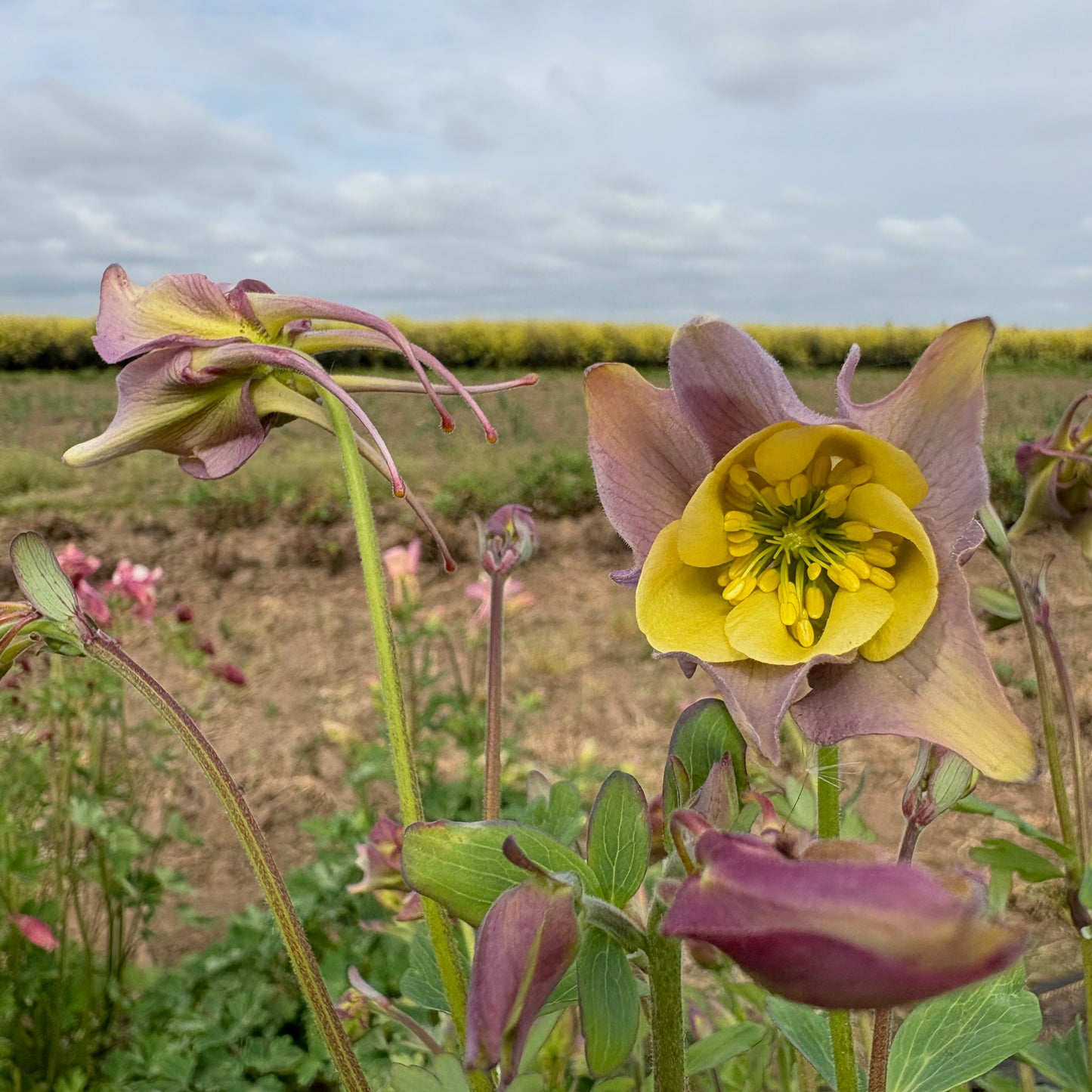 Columbine ⁃ Organic Seed - McKana Giants Mix