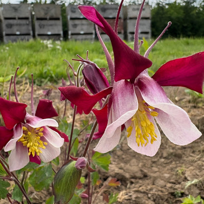 Columbine ⁃ Organic Seed - McKana Giants Mix