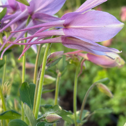 Columbine ⁃ Organic Seed - McKana Giants Mix