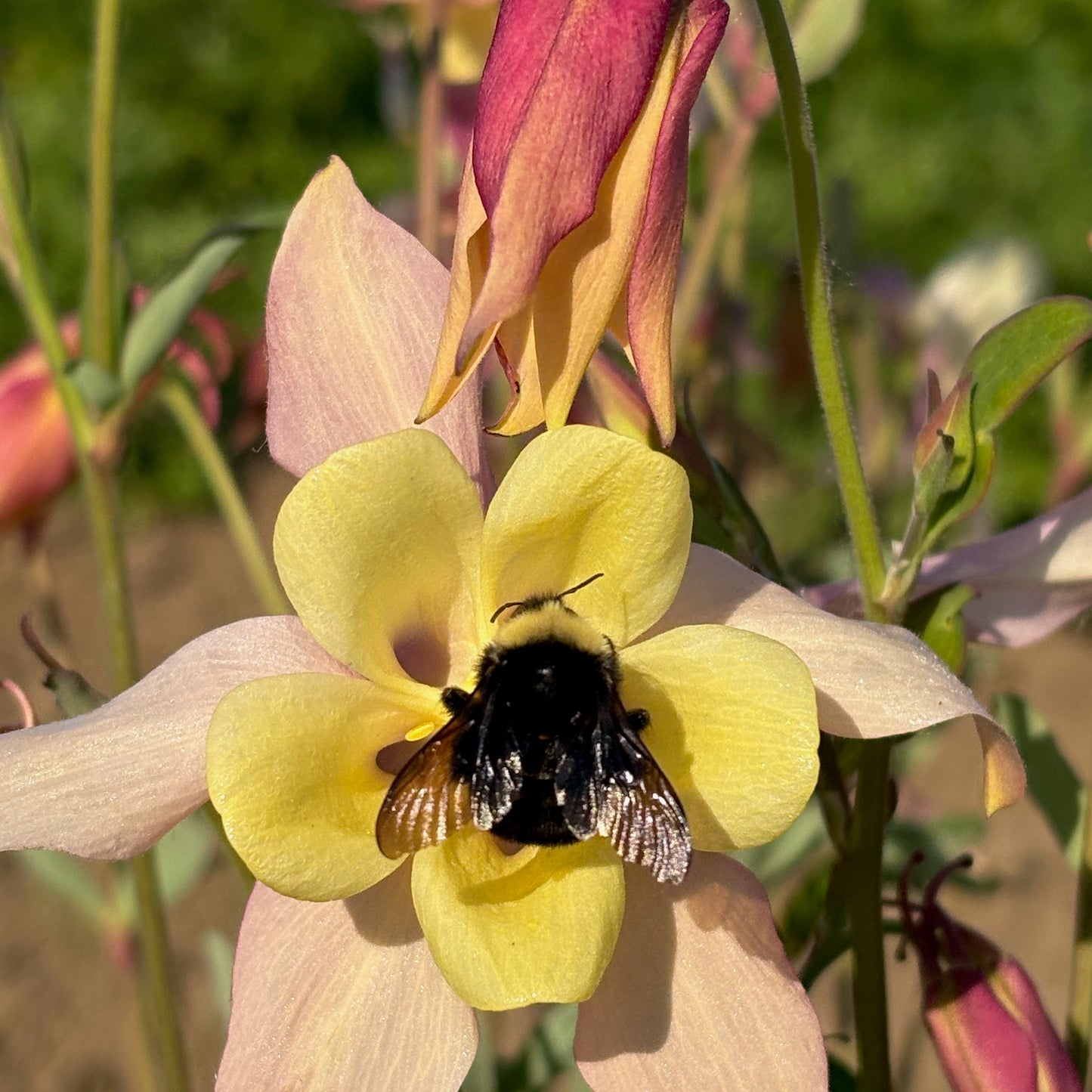 Columbine ⁃ Organic Seed - McKana Giants Mix