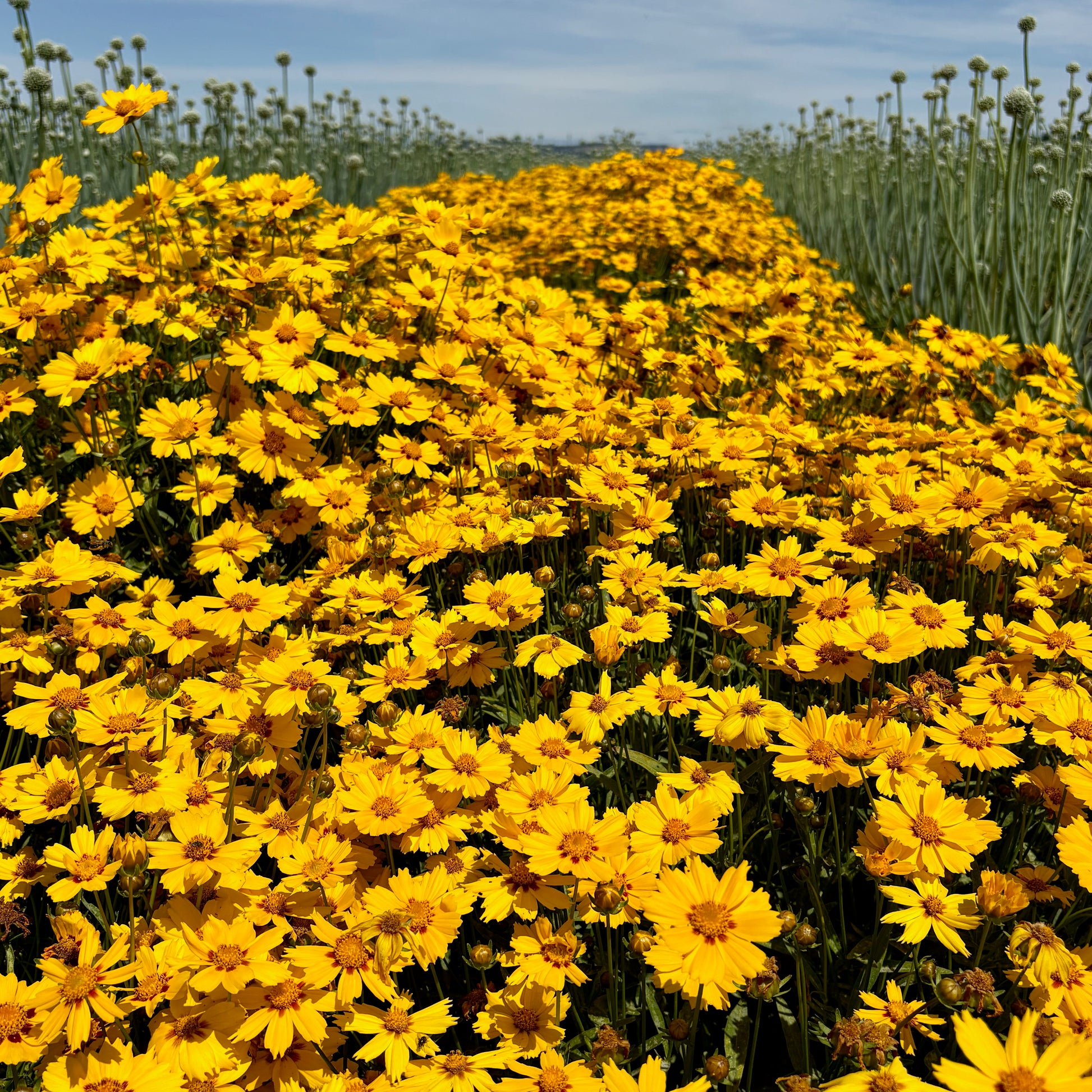 coreopsis flower seeds Coreopsis ⁃ Organic Seed - Sterntaler