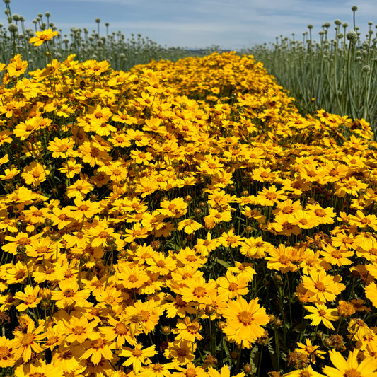 Coreopsis - Sterntaler