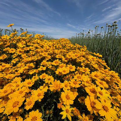 Coreopsis - Sterntaler