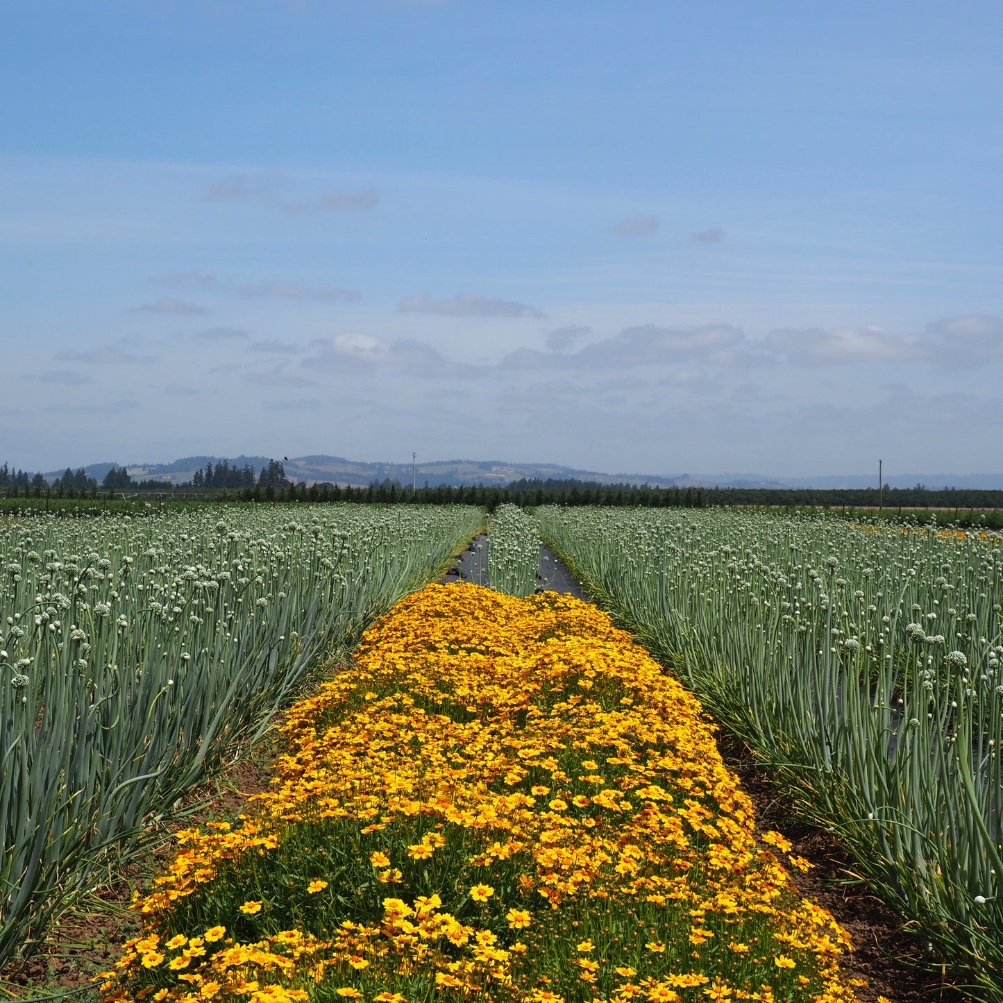 Coreopsis - Sterntaler