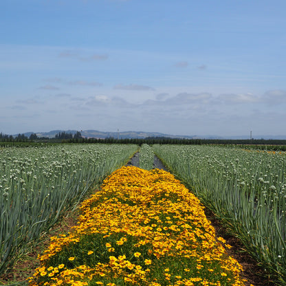 Coreopsis - Sterntaler