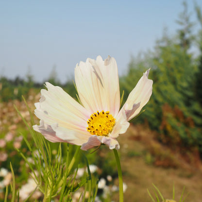 Cosmos - Apricot Lemonade