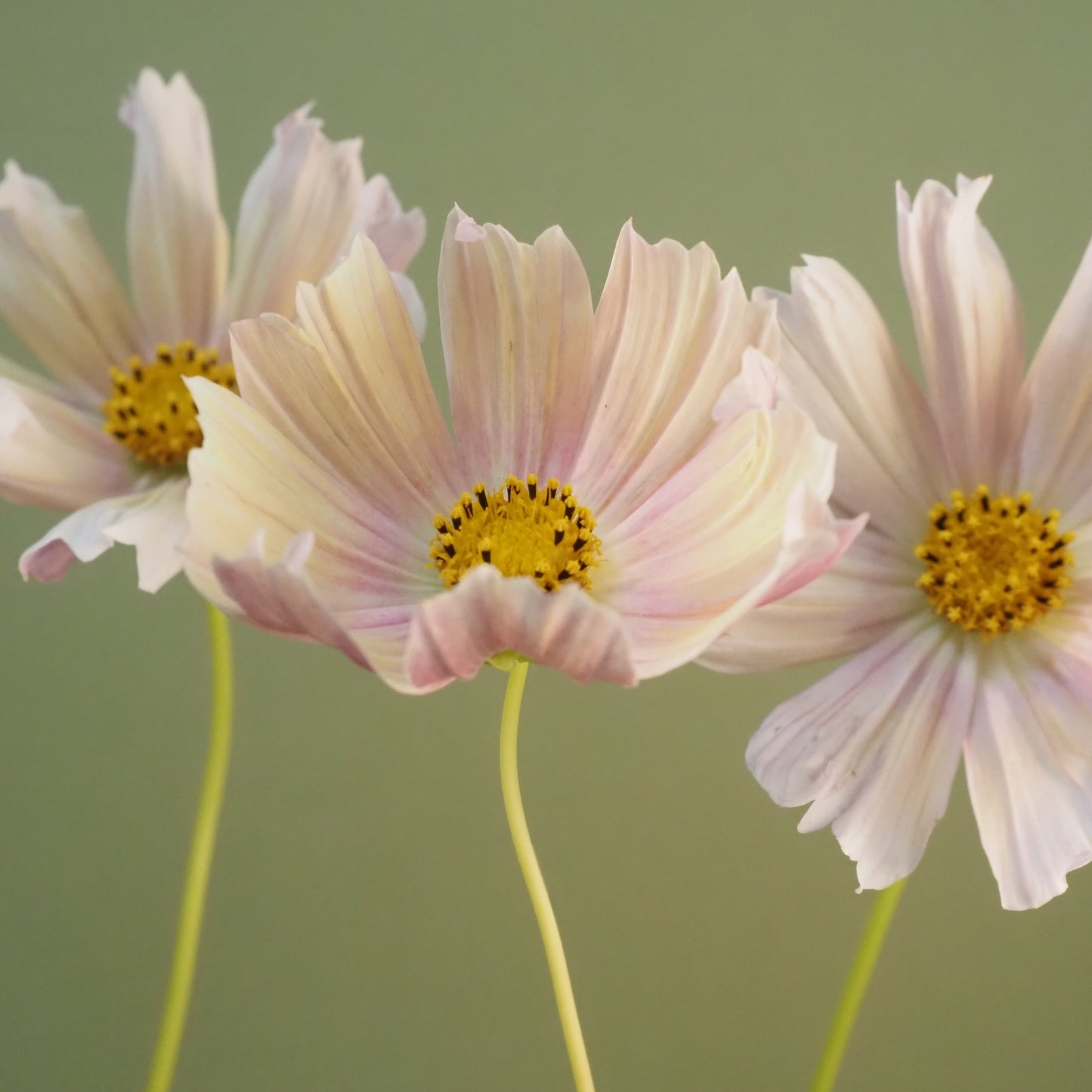 Cosmos - Apricot Lemonade