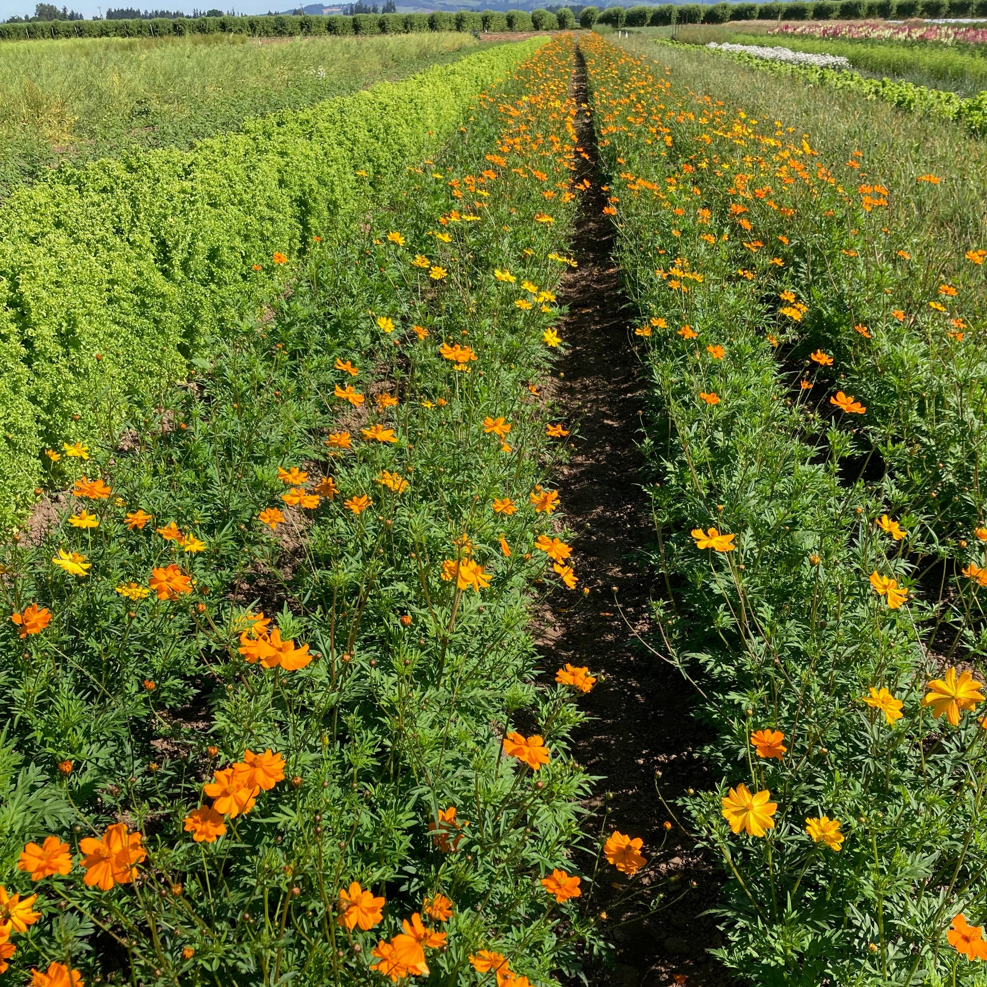 cosmos planting from seed Cosmos ⁃ Organic Seed