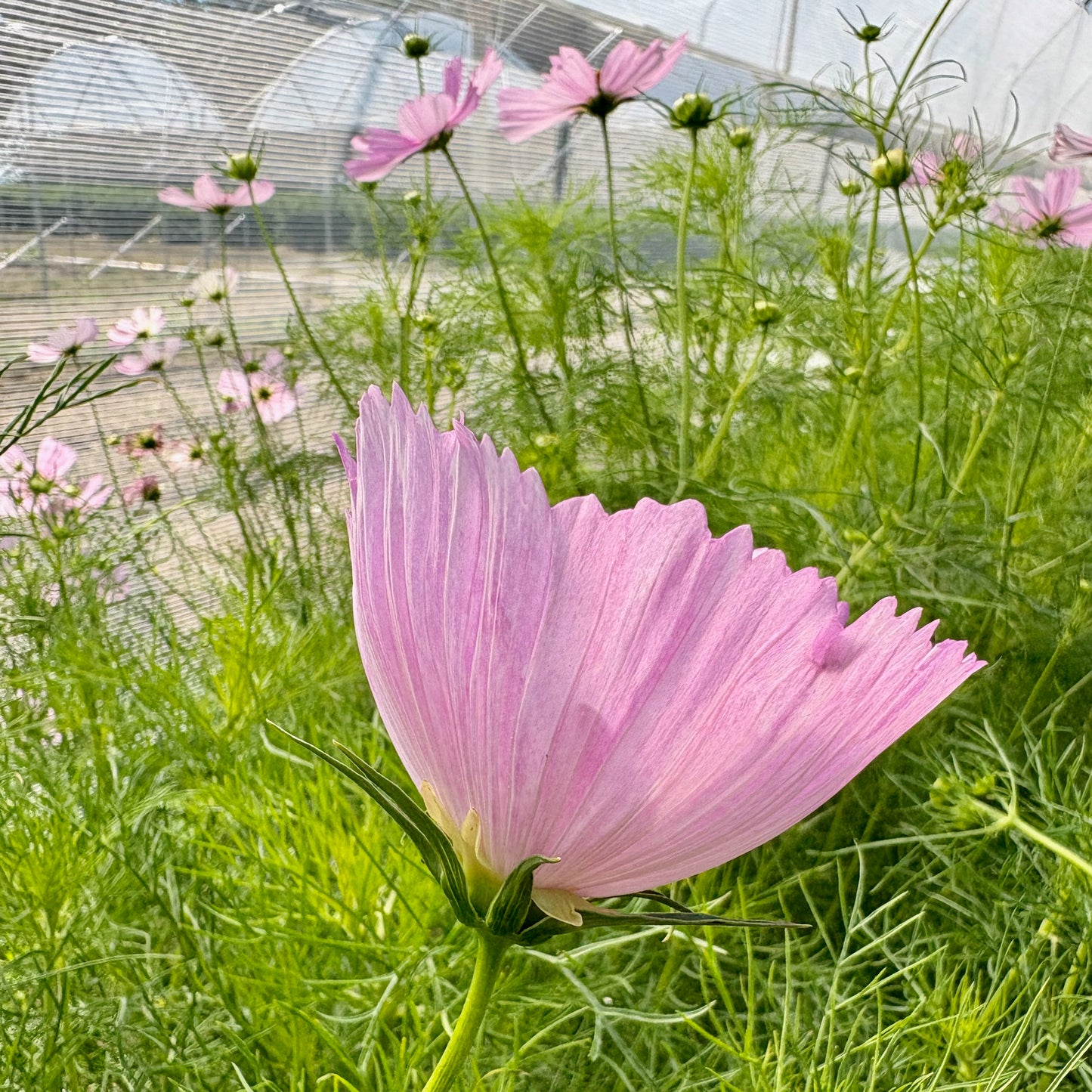 Cosmos ⁃ Organic Seed - Cupcakes Blush Mix