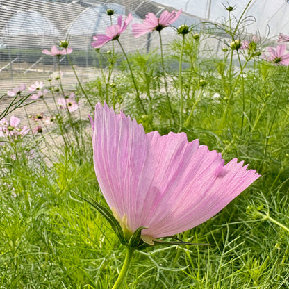 Cosmos ⁃ Organic Seed - Cupcakes Blush Mix