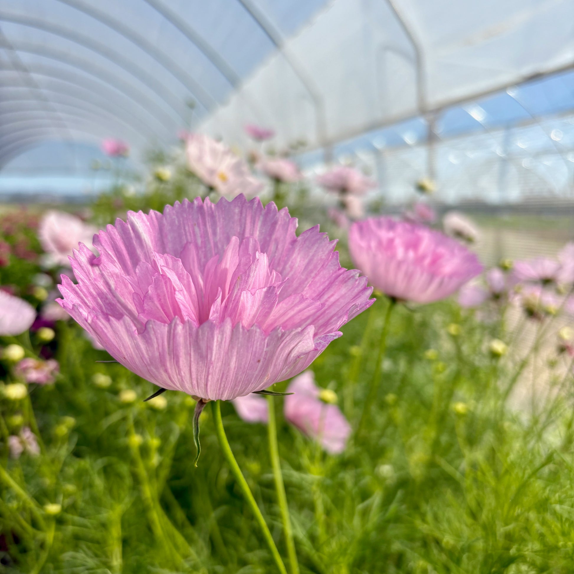 cupcake cosmos flower seeds Cosmos ⁃ Organic Seed