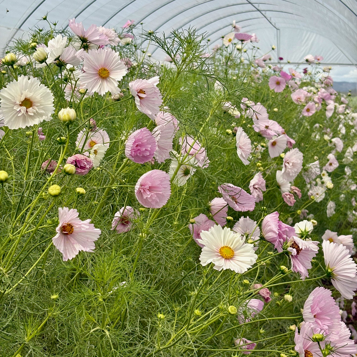 cupcake cosmos flower seeds Cosmos ⁃ Organic Seed