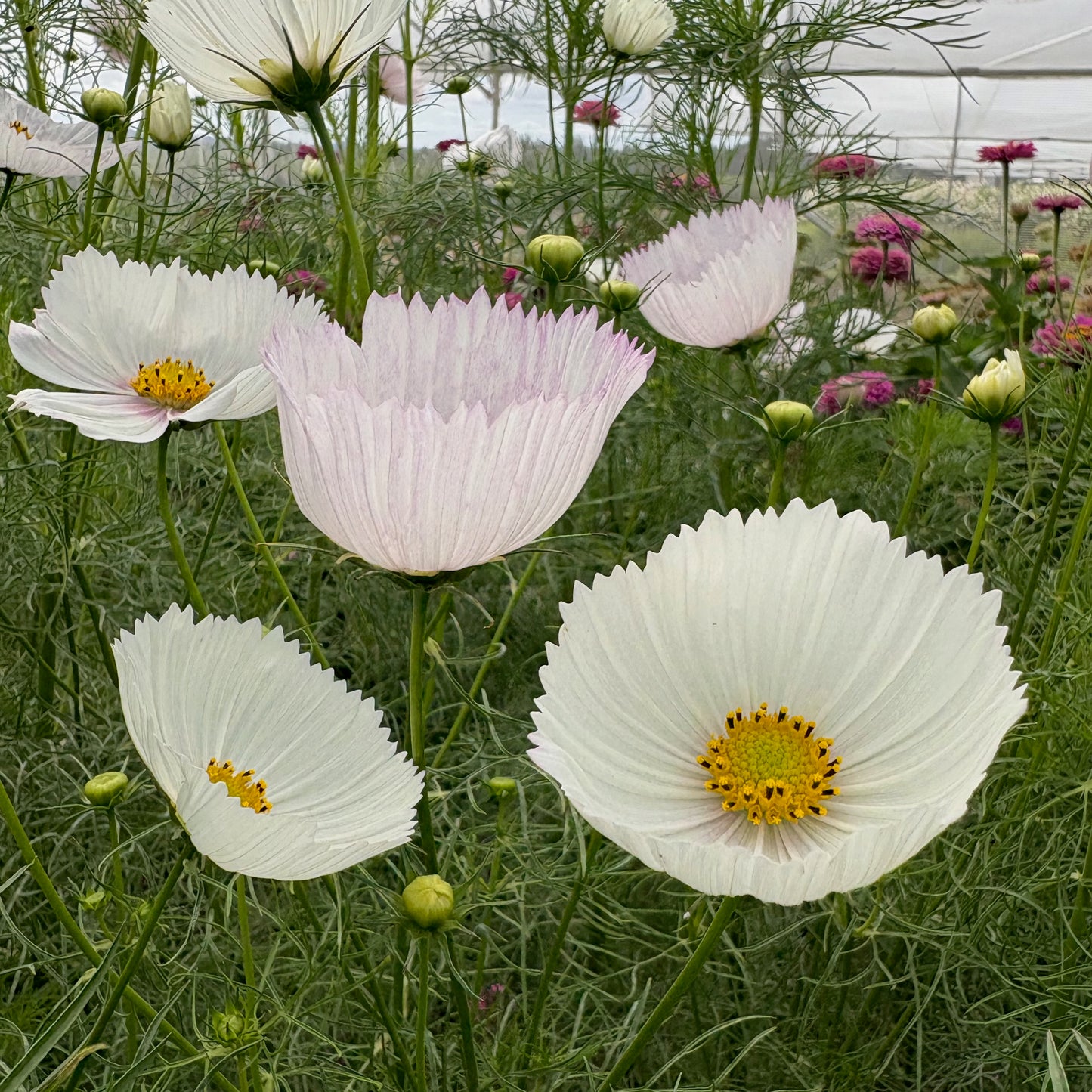 cupcake cosmos flower seeds Cosmos ⁃ Organic Seed - Cupcakes Blush Mix