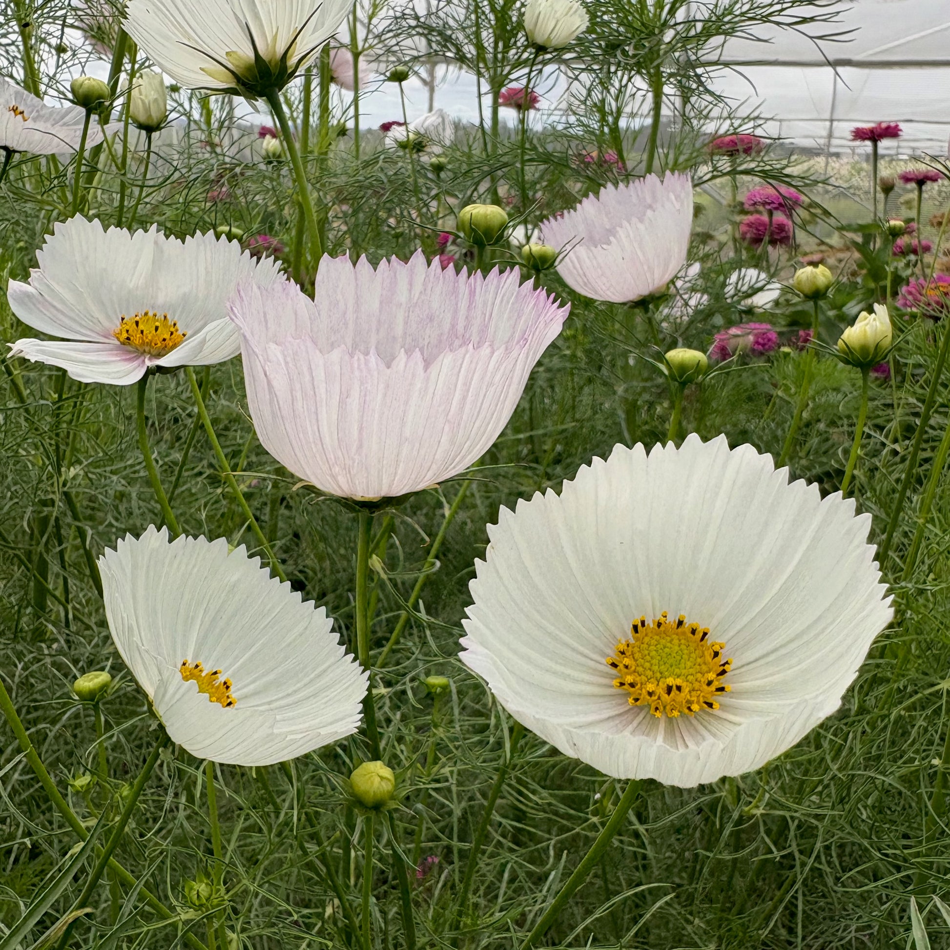 garden cosmos seeds Cosmos ⁃ Organic Seed