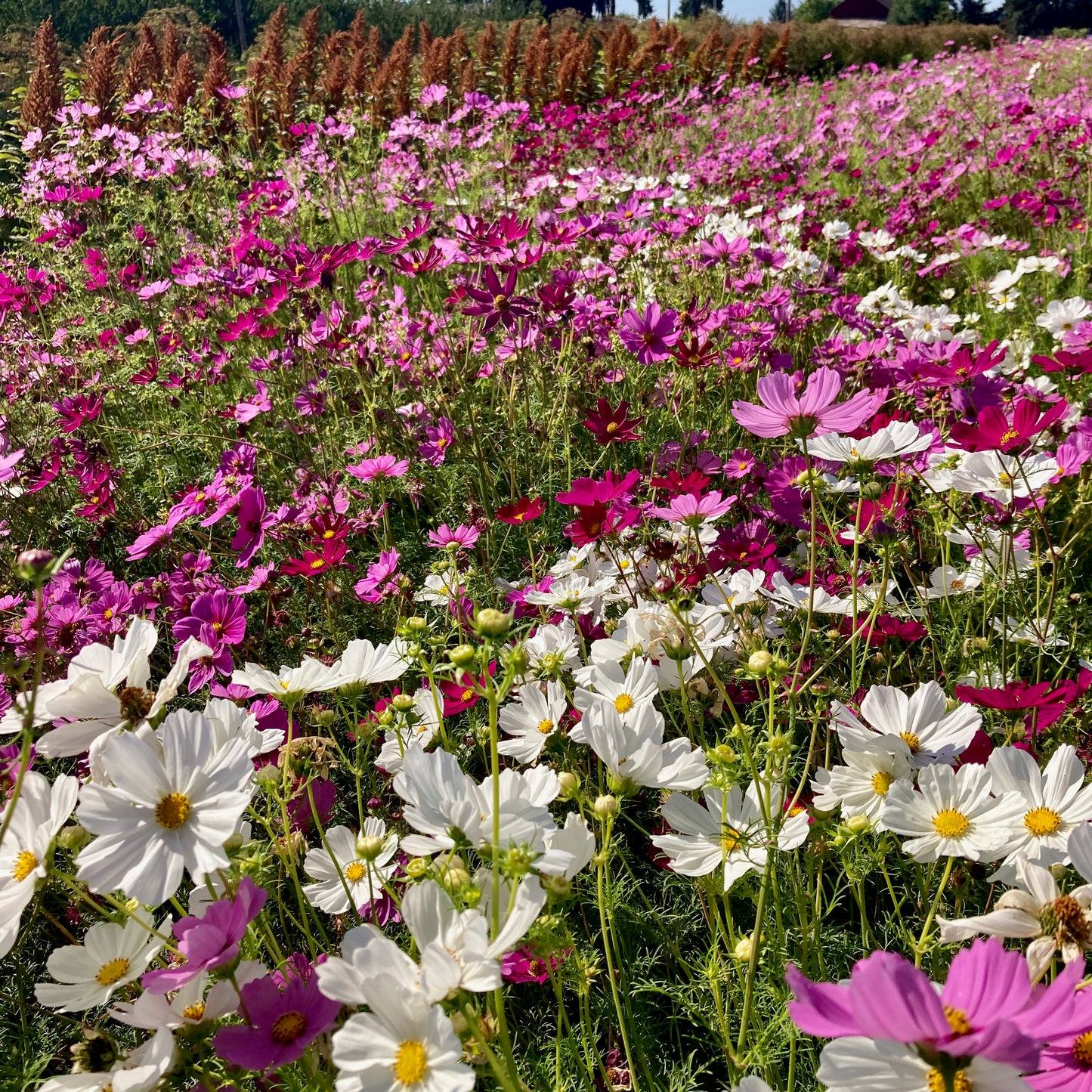 Easy Garden Flowers Gift Box