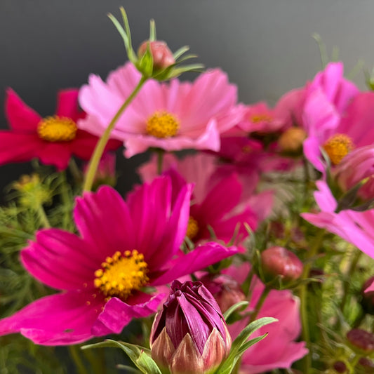 Cosmos  - Sensation Blend