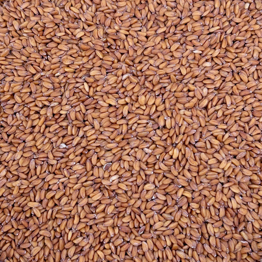 Persian Cress - Persian Cress