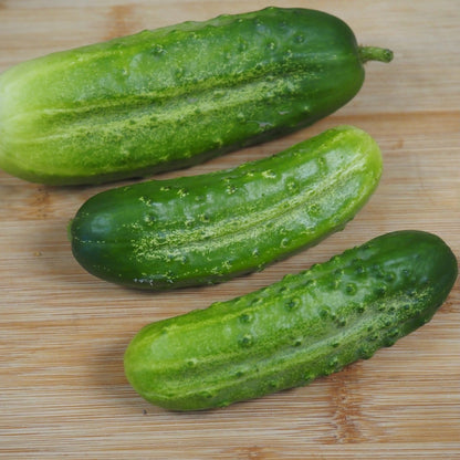 Cucumber ⁃ Organic Seed - National Pickling