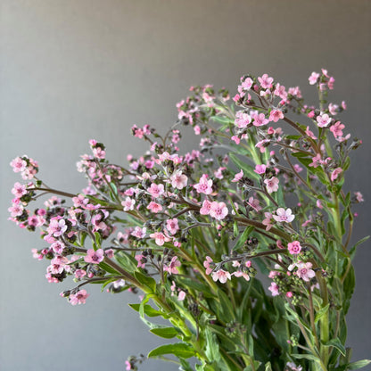 Cynoglossum ⁃ Organic Seed - Mystery Rose