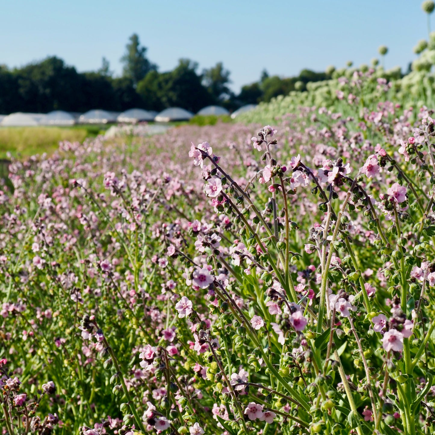 Cynoglossum ⁃ Organic Seed - Mystery Rose