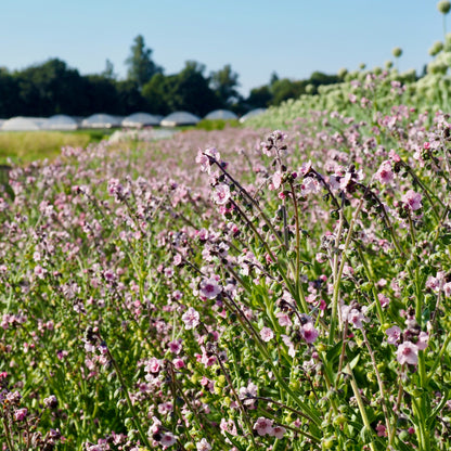 Cynoglossum ⁃ Organic Seed - Mystery Rose