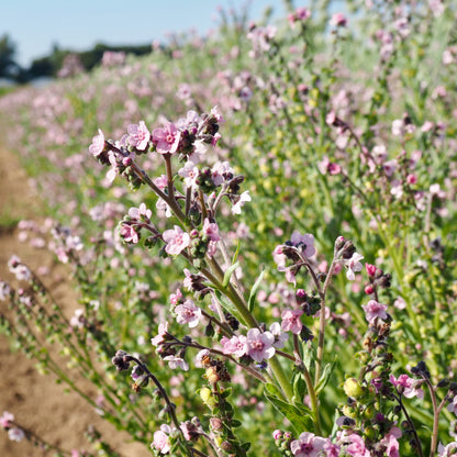 Cynoglossum ⁃ Organic Seed - Mystery Rose