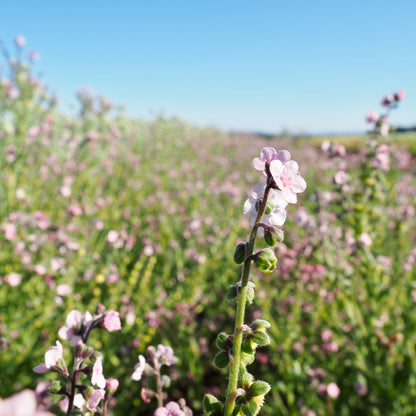 Cynoglossum ⁃ Organic Seed - Mystery Rose