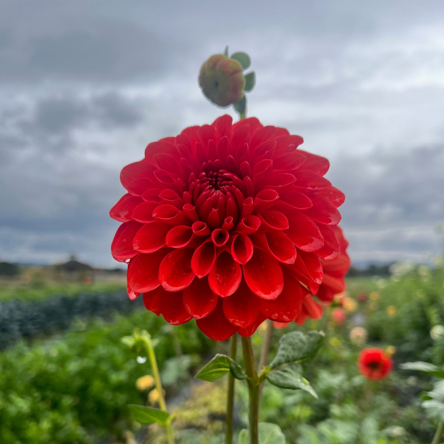 Dahlia Tuber - Audrey Grace