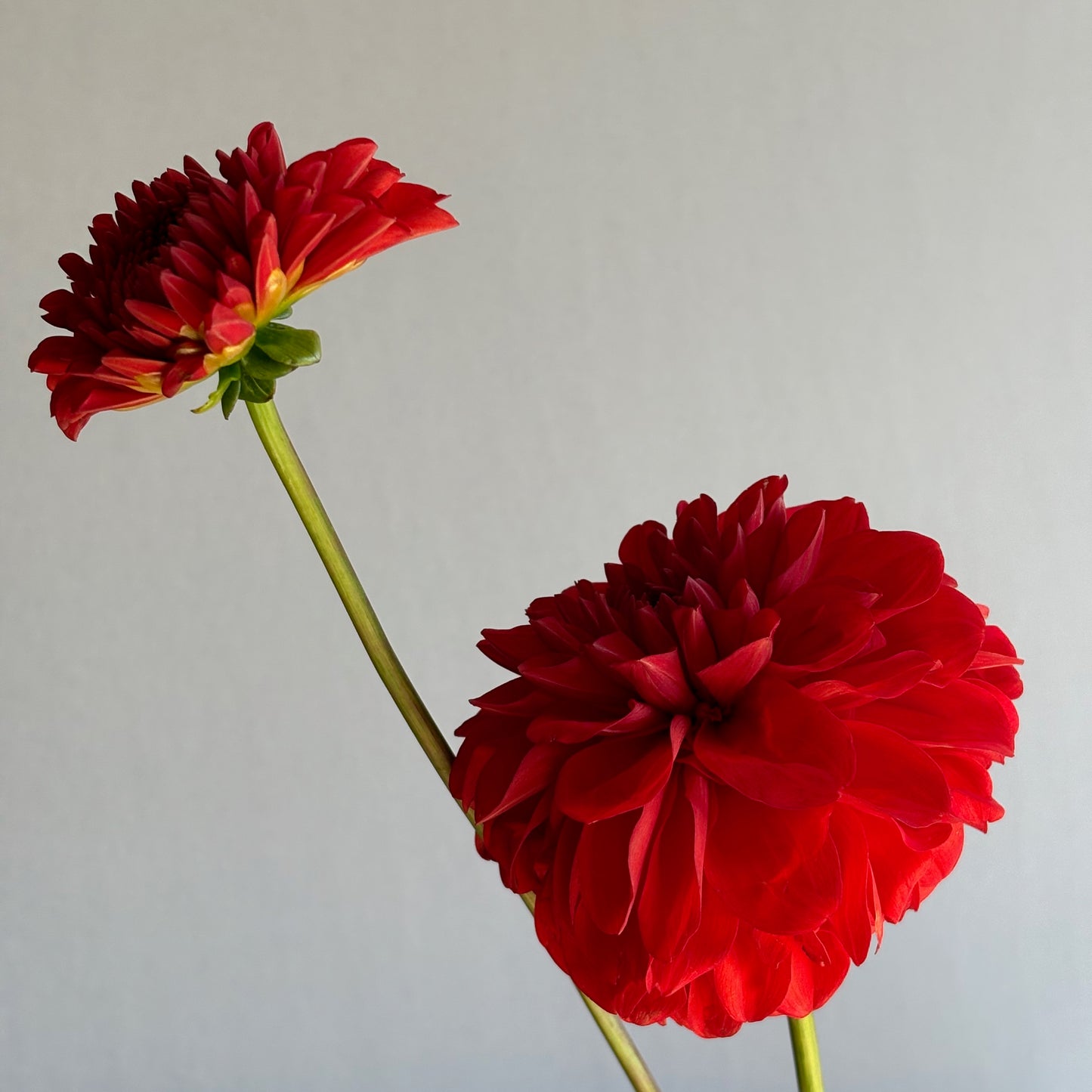 Dahlia Tuber - Audrey Grace