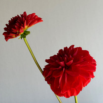 Dahlia Tuber - Audrey Grace