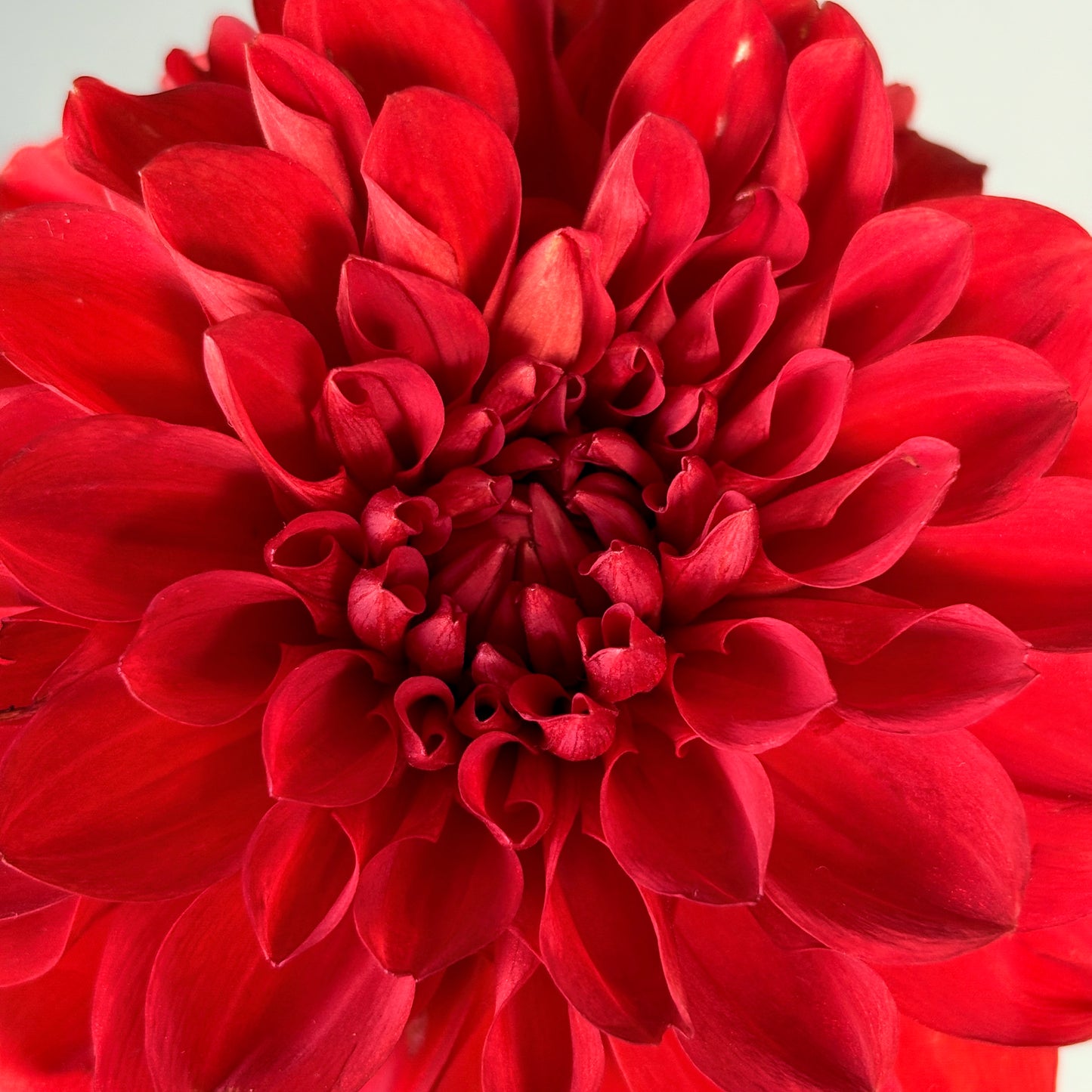 Dahlia Tuber - Audrey Grace