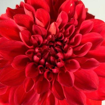 Dahlia Tuber - Audrey Grace