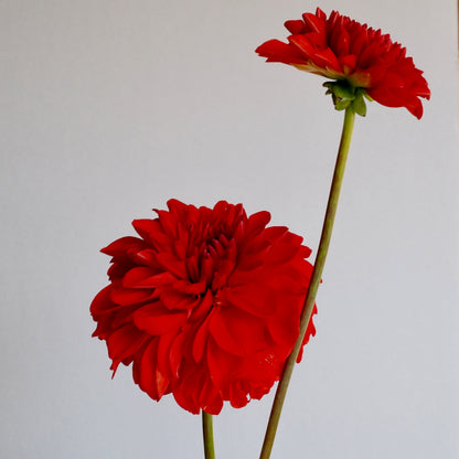 Dahlia Tuber - Audrey Grace