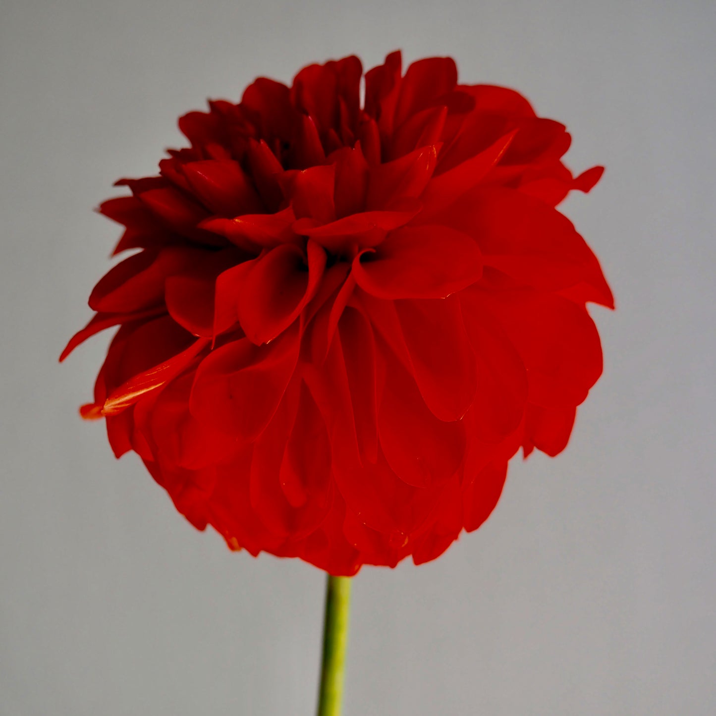 Dahlia Tuber - Audrey Grace