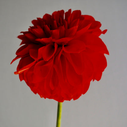 Dahlia Tuber - Audrey Grace