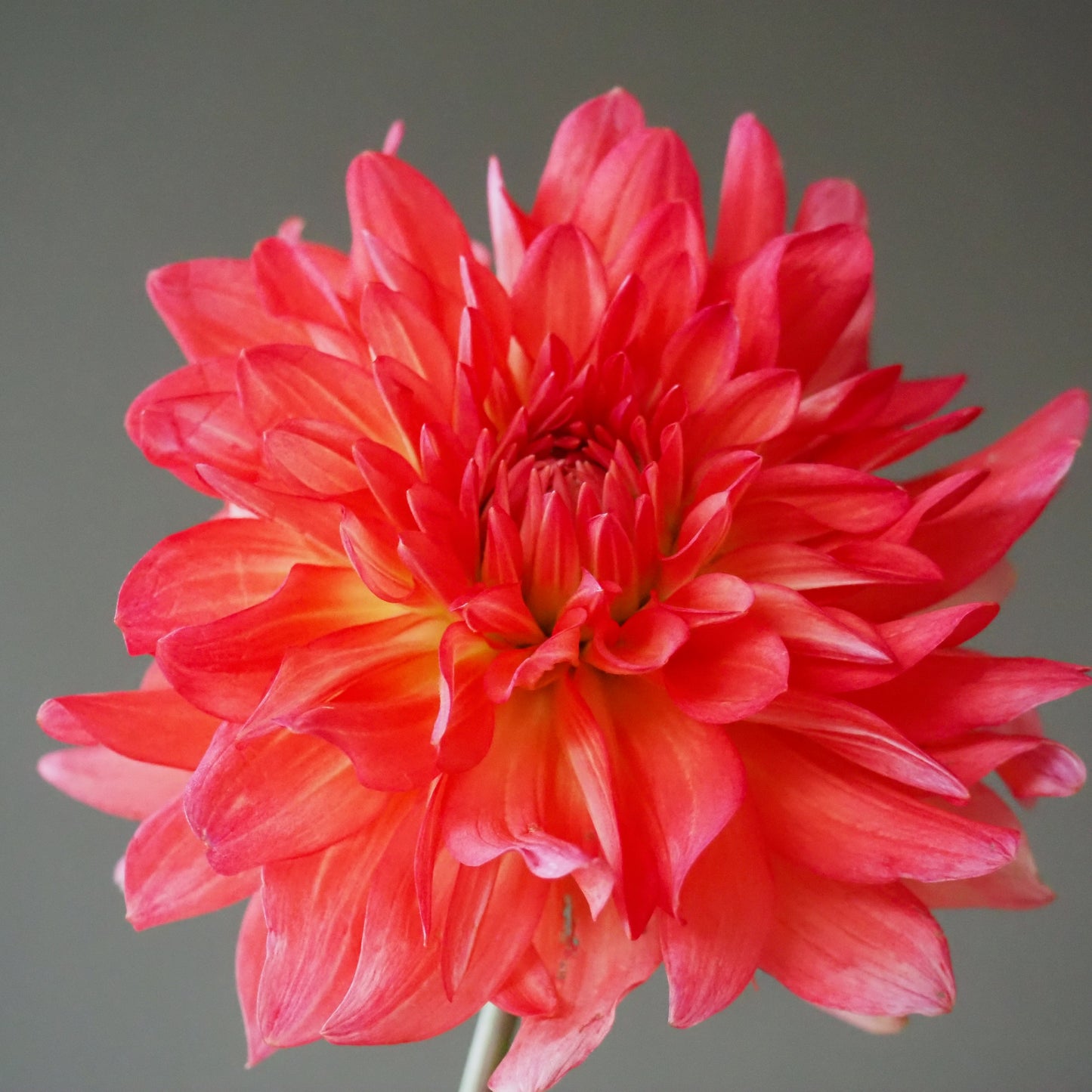 Dahlia Tuber - Baron Katie