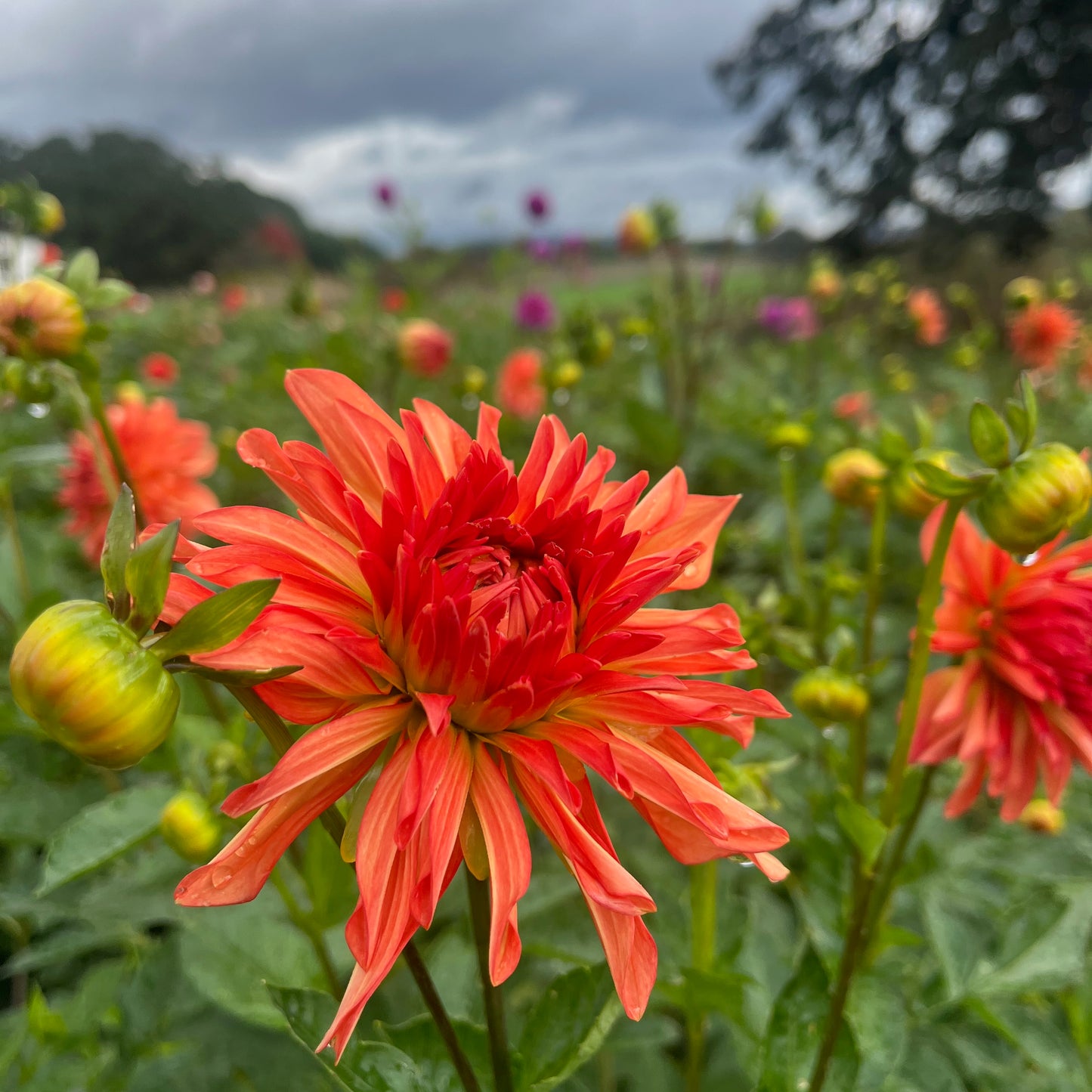 Dahlia Tuber - Baron Katie