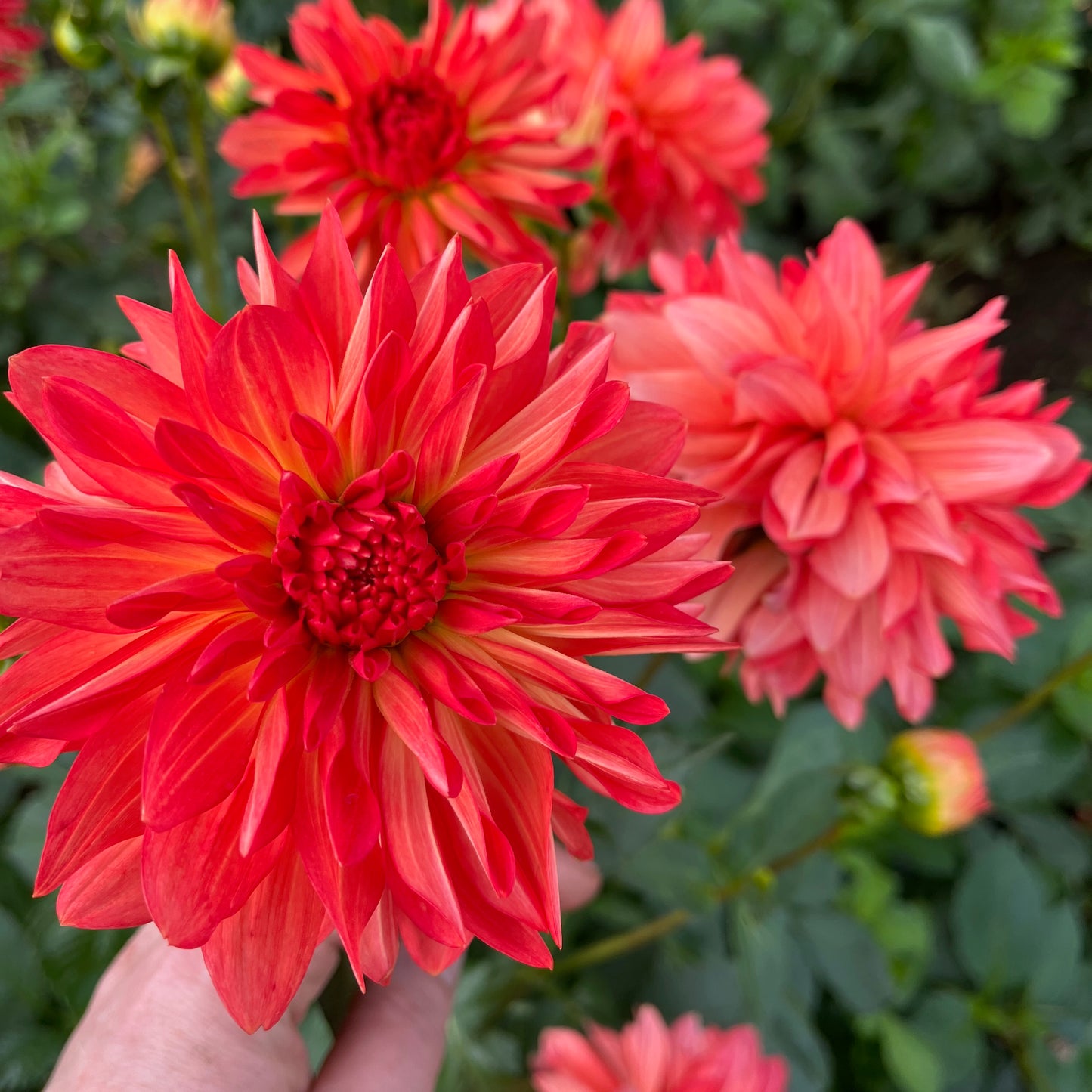 Dahlia Tuber - Baron Katie