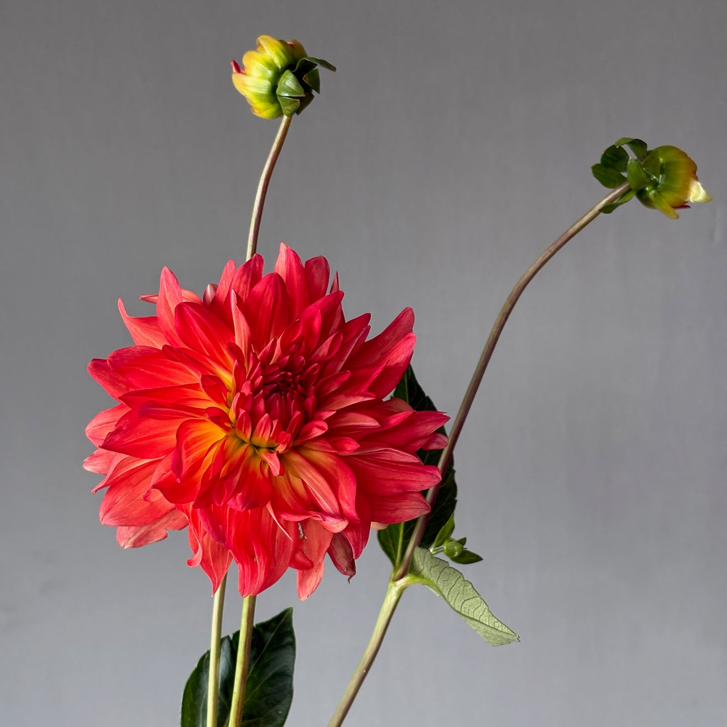 Dahlia Tuber - Baron Katie