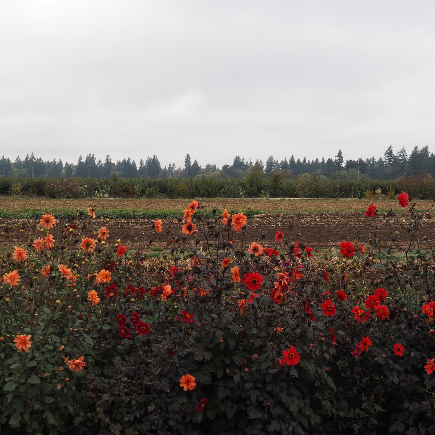 Dahlia ⁃ Organic Seed - Bishop's Children