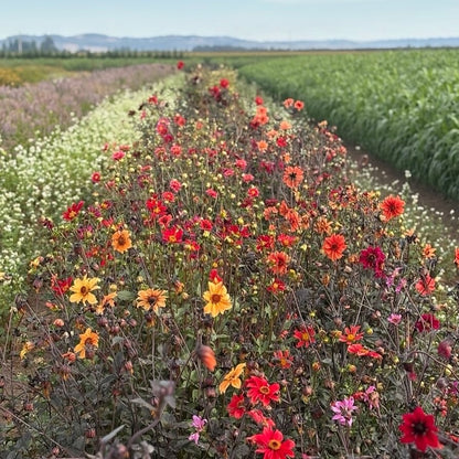 Dahlia ⁃ Organic Seed - Bishop's Children