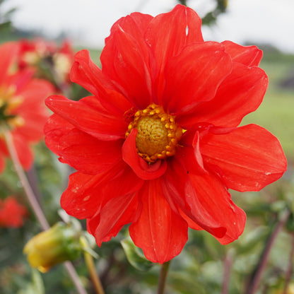 Dahlia ⁃ Organic Seed - Bishop's Children
